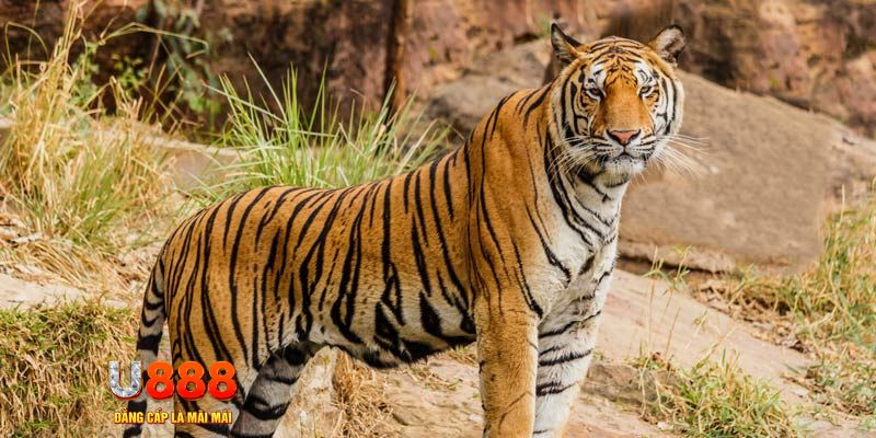 hgame18 game nổ hủ máy bay