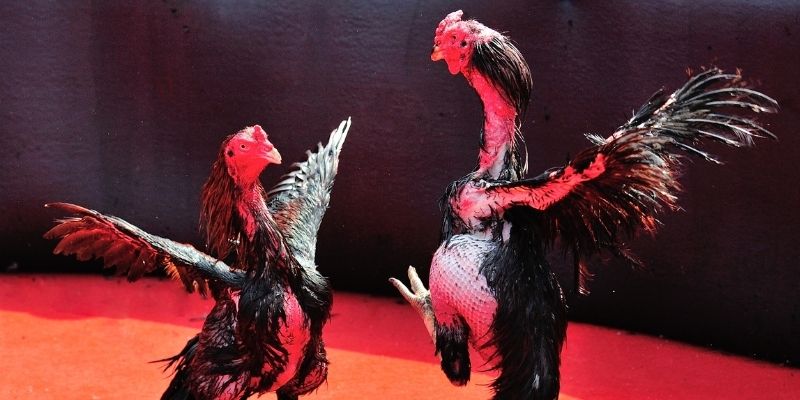 hgame18 thị trường baccarat là gì