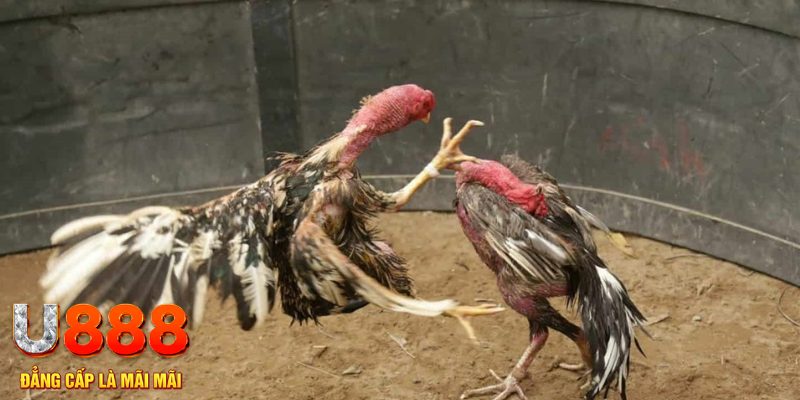 hgame18 đăng nhập tiến lên miền nam số 1